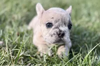 Josie , a female French Bulldog for sale in Sturgis, MI – Photo 9 of 9
