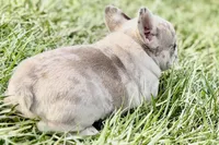 Josie , a female French Bulldog for sale in Sturgis, MI – Photo 6 of 9