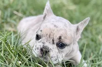 Josie , a female French Bulldog for sale in Sturgis, MI – Photo 2 of 9