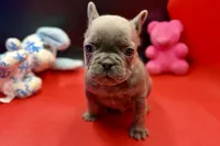 Sim, a male French Bulldog for sale in Sturgis, MI – Photo 8 of 8