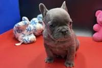 Sim, a male French Bulldog for sale in Sturgis, MI – Photo 5 of 8