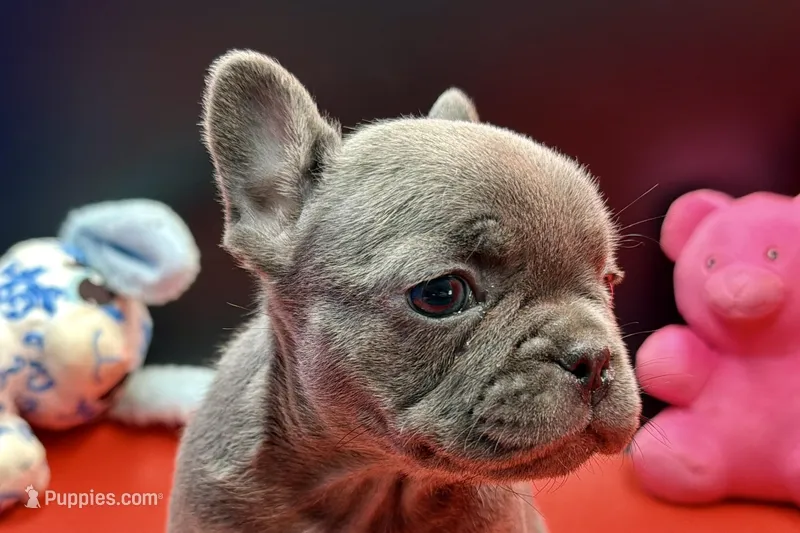 Sim, a male French Bulldog for sale in Sturgis, MI – Photo 1 of 8