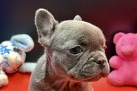 Sim, a male French Bulldog for sale in Sturgis, MI – Photo 1 of 8