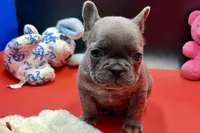 Sim, a male French Bulldog for sale in Sturgis, MI – Photo 4 of 8
