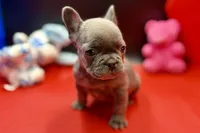 Sim, a male French Bulldog for sale in Sturgis, MI – Photo 6 of 8