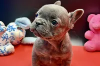 Sim, a male French Bulldog for sale in Sturgis, MI – Photo 3 of 8