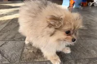 Isabel, a female Pomeranian for sale in Sturgis, MI – Photo 6 of 6