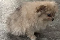 Isabel, a female Pomeranian for sale in Sturgis, MI – Photo 2 of 6