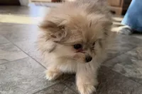 Isabel, a female Pomeranian for sale in Sturgis, MI – Photo 4 of 6