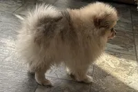 Isabel, a female Pomeranian for sale in Sturgis, MI – Photo 3 of 6