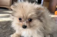 Isabel, a female Pomeranian for sale in Sturgis, MI – Photo 5 of 6