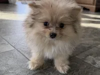 Isabel, a female Pomeranian for sale in Sturgis, MI – Photo 1 of 6