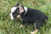 Frizzle, a female French Bulldog for sale in Sturgis, MI – 6 of 9