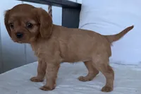Susie, a female Cavalier King Charles Spaniel for sale in Sturgis, MI – 1 of 9