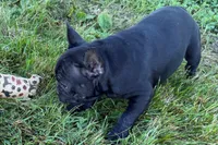 Paula , a female French Bulldog for sale in Sturgis, MI – 6 of 10