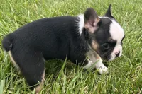 Frizzle, a female French Bulldog for sale in Sturgis, MI – 8 of 9