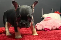 Zara , a male French Bulldog for sale in Sturgis, MI – 2 of 9