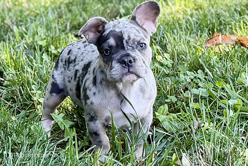 Greta – French Bulldog puppy for sale in Sturgis, MI