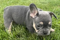 Echo, a male French Bulldog for sale in Sturgis, MI – 9 of 10