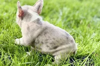 Glory, a female French Bulldog for sale in Sturgis, MI – 9 of 10