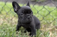 Clover, a female French Bulldog for sale in Sturgis, MI – 8 of 9