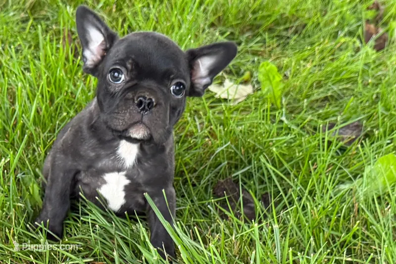 Vinny – Frenchton puppy for sale in Sturgis, MI
