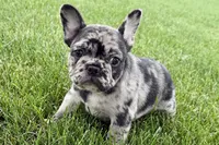 Upton, a male French Bulldog for sale in Sturgis, MI – 10 of 10