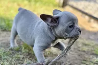 Colt, a male French Bulldog for sale in Sturgis, MI – 4 of 8