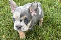 Kirby, a male French Bulldog for sale in Sturgis, MI – 4 of 8