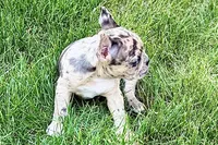 Roxy , a female Frenchton for sale in Sturgis, MI – 5 of 10