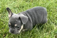 Echo, a male French Bulldog for sale in Sturgis, MI – 2 of 10