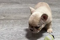 Roseie, a female French Bulldog for sale in Sturgis, MI – 8 of 10