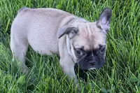 Princess , a female French Bulldog for sale in Sturgis, MI – 3 of 5