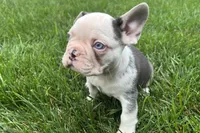 Gaddy, a male French Bulldog for sale in Sturgis, MI – 2 of 10