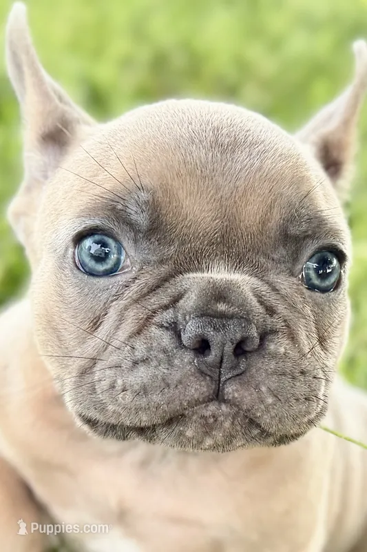 Blu – French Bulldog puppy for sale in Sturgis, MI