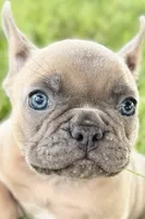 Blu, a male French Bulldog for sale in Sturgis, MI – 1 of 10