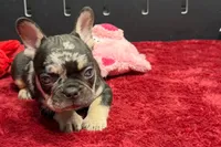 Zack , a male French Bulldog for sale in Sturgis, MI – 4 of 9