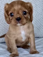 Sally, a female Cavalier King Charles Spaniel for sale in Sturgis, MI – 1 of 9