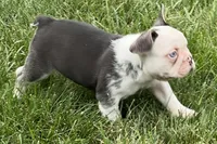 Gaddy, a male French Bulldog for sale in Sturgis, MI – 5 of 10