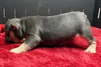 Xyla , a female French Bulldog for sale in Sturgis, MI – 6 of 6