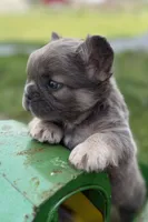 Samson, a male French Bulldog for sale in Sturgis, MI – 6 of 10