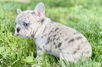 Glory, a female French Bulldog for sale in Sturgis, MI – 6 of 10