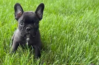 Verle, a male Frenchton for sale in Sturgis, MI – 3 of 6