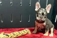 Zack , a male French Bulldog for sale in Sturgis, MI – 9 of 10