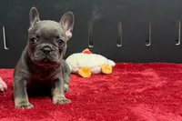 Xia , a female French Bulldog for sale in Sturgis, MI – 9 of 10