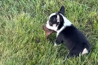 Cecil , a male French Bulldog for sale in Sturgis, MI – 9 of 9