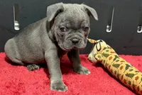 Lionel, a  French Bulldog for sale in Sturgis, MI – 6 of 10