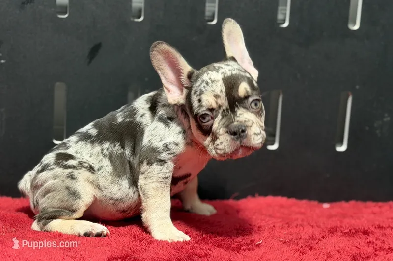 Zippy  – French Bulldog puppy for sale in Sturgis, MI