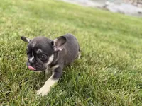 Marshall, a male French Bulldog for sale in Sturgis, MI – 9 of 10