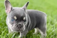 Denver, a male French Bulldog for sale in Sturgis, MI – 7 of 10